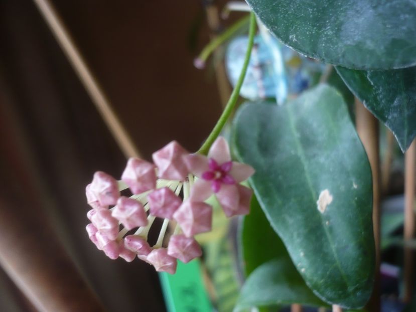 P1430624 - HOYA 2020-1