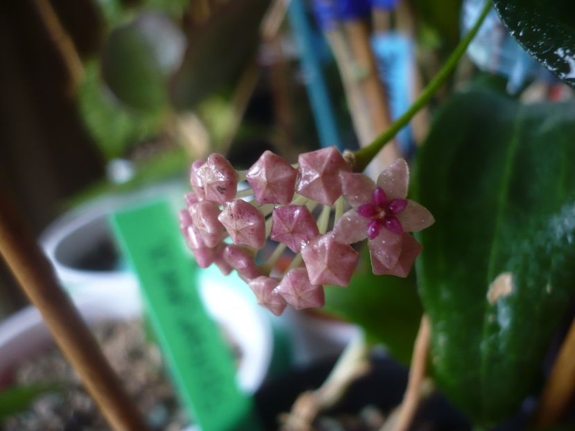 P1430625 - HOYA 2020-1