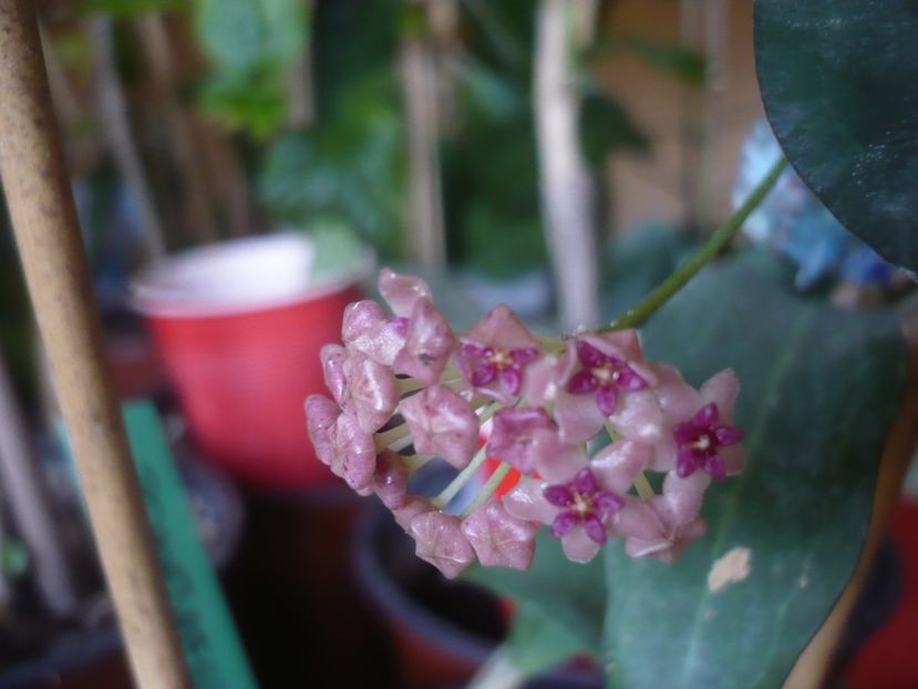 P1430636 - HOYA 2020-1