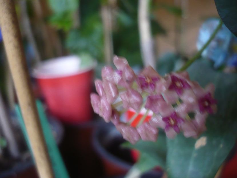 P1430637 - HOYA 2020-1