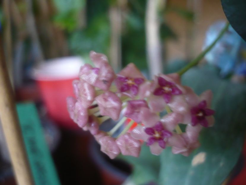 P1430638 - HOYA 2020-1