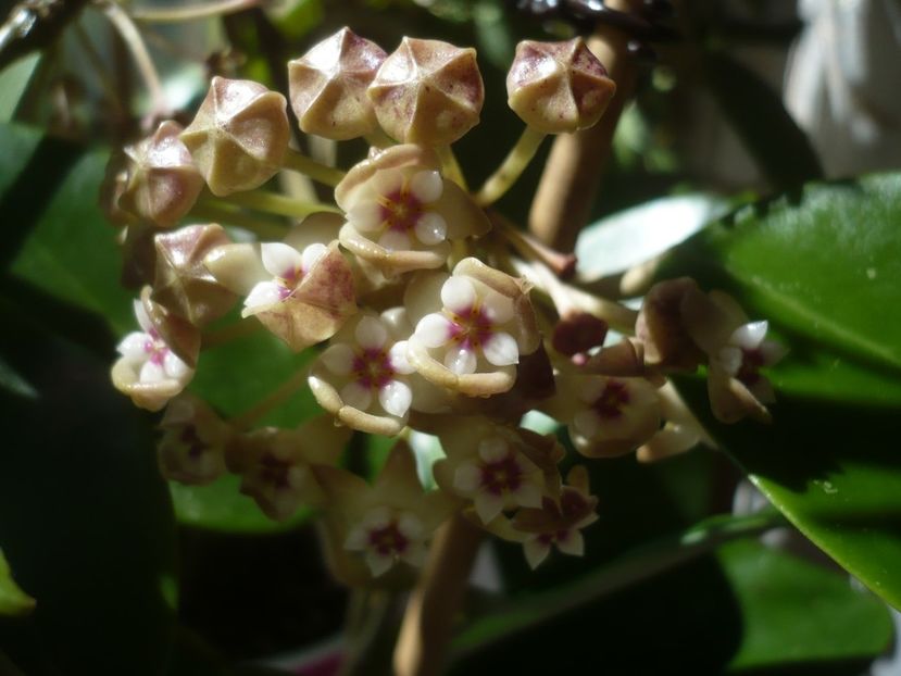P1430639 - HOYA 2020-1