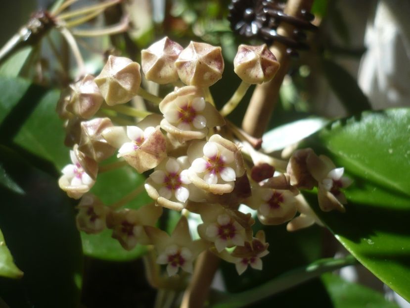 P1430640 - HOYA 2020-1