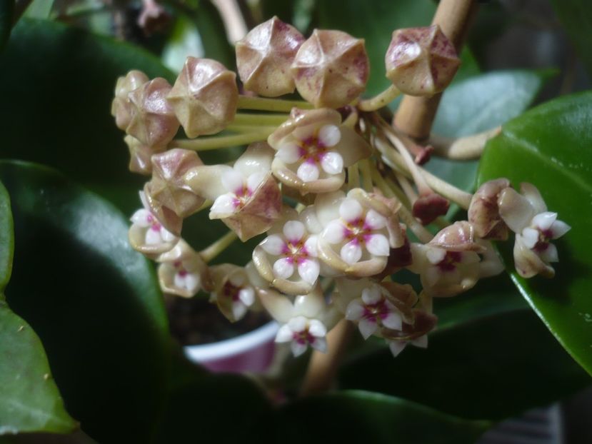 P1430626 - HOYA 2020-1