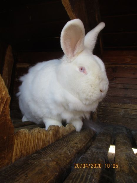  - Neozeelandez fem 6 RO5-1813