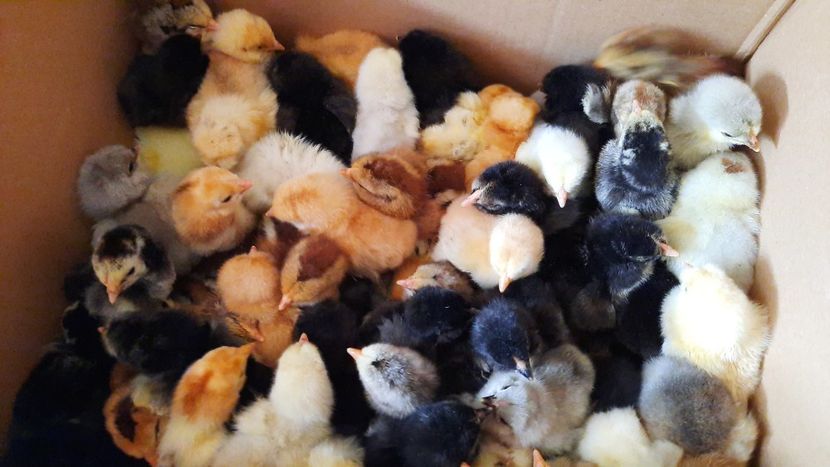  - Pui și tineret 2020