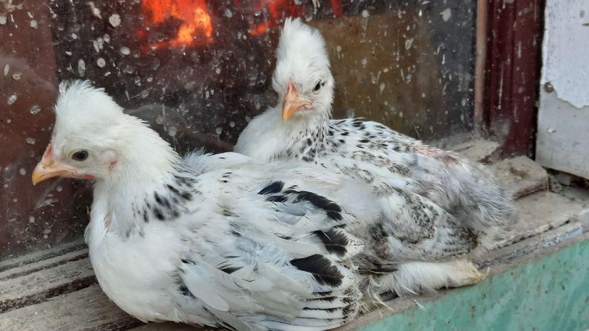  - Pui și tineret 2020