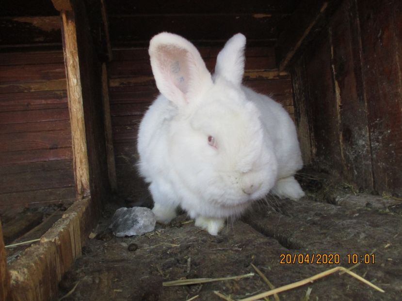  - Neozeelandez fem 7 RO5-183