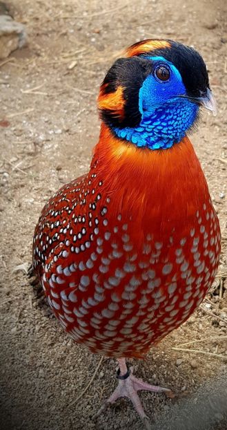 Tragopan temik - FAZANI