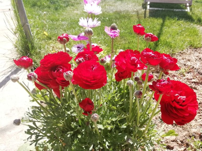 20.04 - gradina 2020