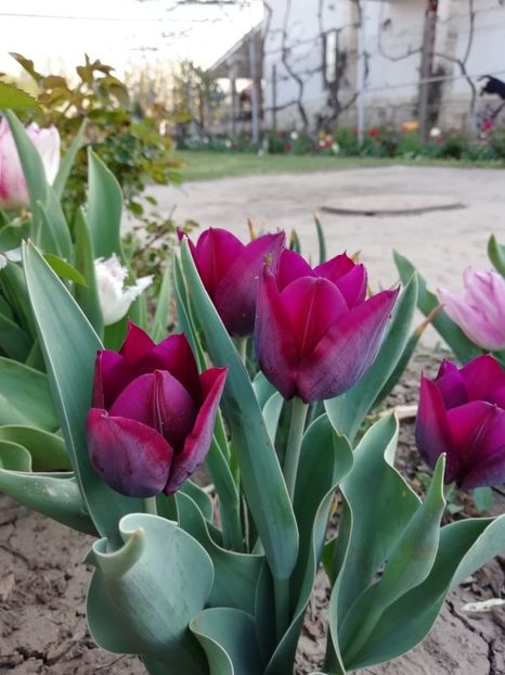  - gradina 2020