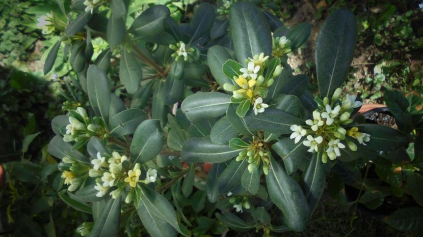 Pittosporum tobira - Culori 2020