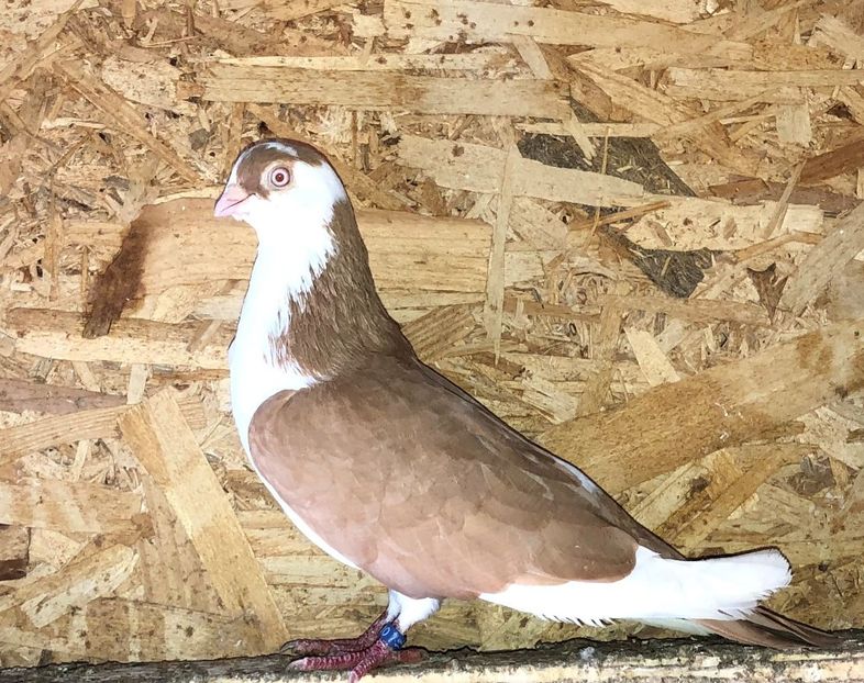 mascul  2018 - 0000001 prin voliere