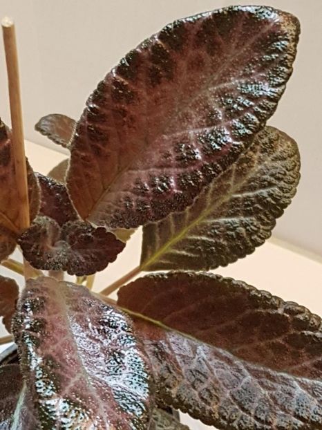 thumbnail - 2020-04-12T145820.330 - EPISCIA 2020