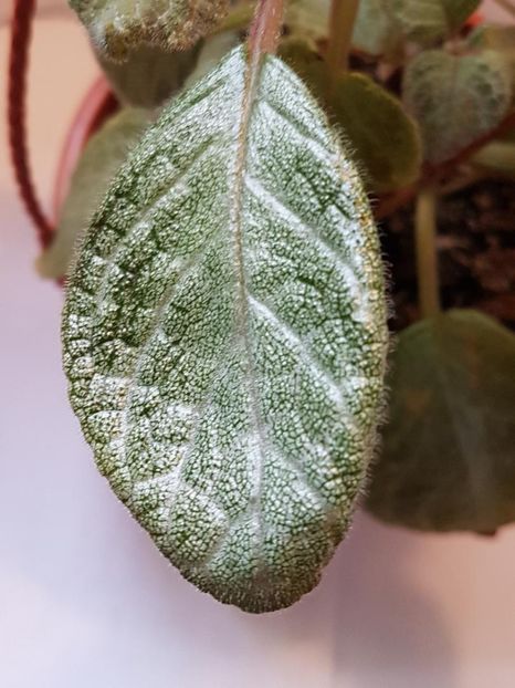 thumbnail - 2020-04-12T150012.877 - EPISCIA 2020