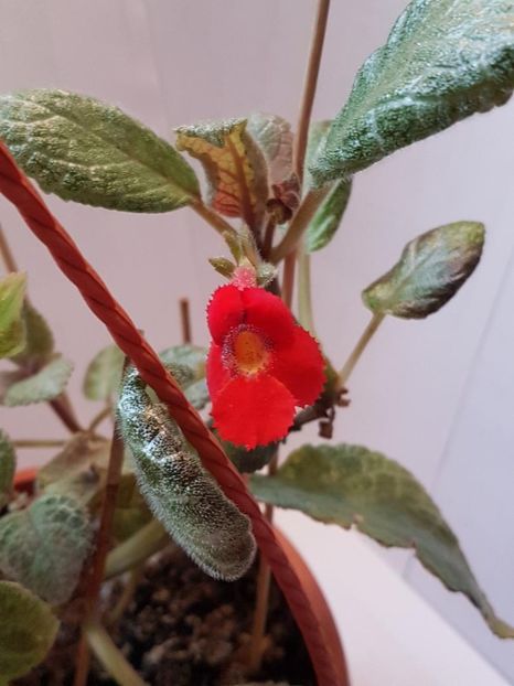 thumbnail - 2020-04-12T150031.409 - EPISCIA 2020