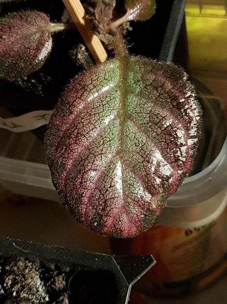 thumbnail - 2020-04-20T143652.230 - EPISCIA 2020