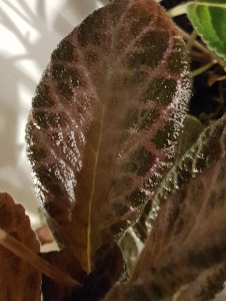 thumbnail - 2020-04-20T143703.598 - EPISCIA 2020