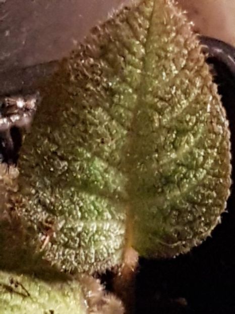 thumbnail - 2020-04-20T143727.158 - EPISCIA 2020
