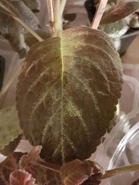 thumbnail - 2020-04-20T143736.131 - EPISCIA 2020