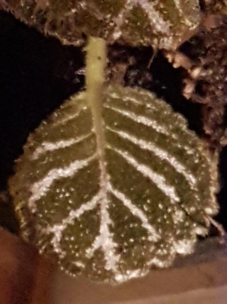 thumbnail - 2020-04-20T143754.230 - EPISCIA 2020