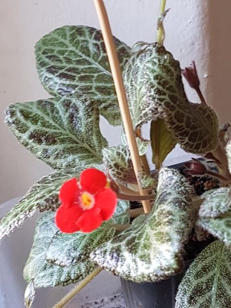 thumbnail - 2020-04-20T143816.556 - EPISCIA 2020