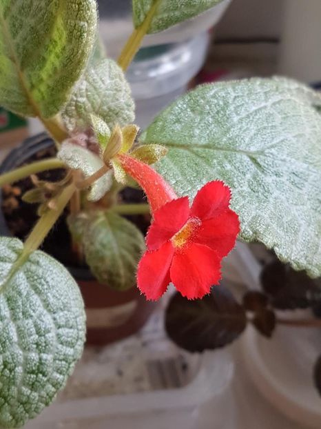 thumbnail - 2020-04-20T144550.434 - EPISCIA 2020