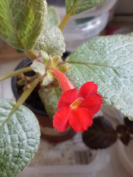 thumbnail (15) - EPISCIA 2020