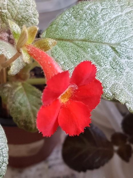 thumbnail - 2020-04-20T144559.054 - EPISCIA 2020