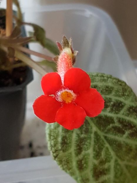 thumbnail - 2020-04-20T144608.741 - EPISCIA 2020
