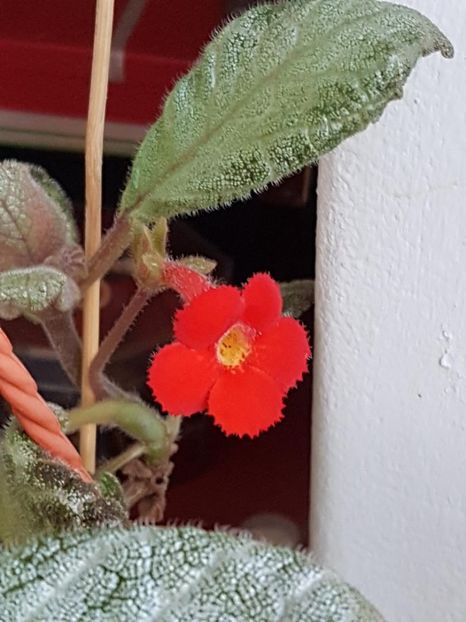 thumbnail (56) - EPISCIA 2020