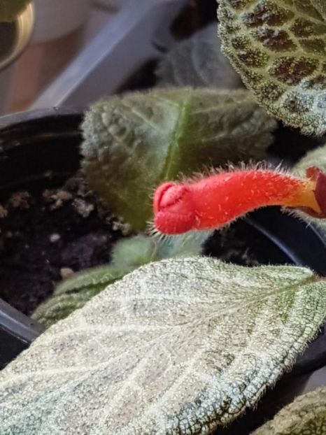thumbnail (52) - EPISCIA 2020
