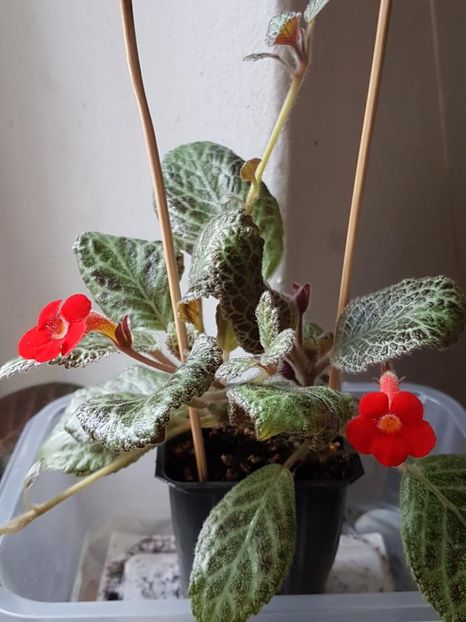 thumbnail (81) - EPISCIA 2020