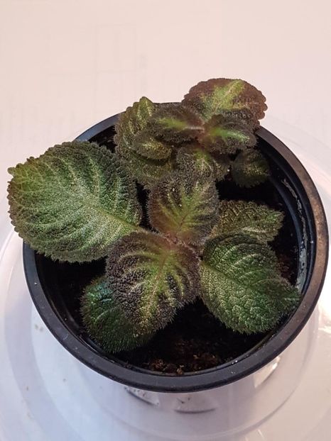 thumbnail (73) - EPISCIA 2020