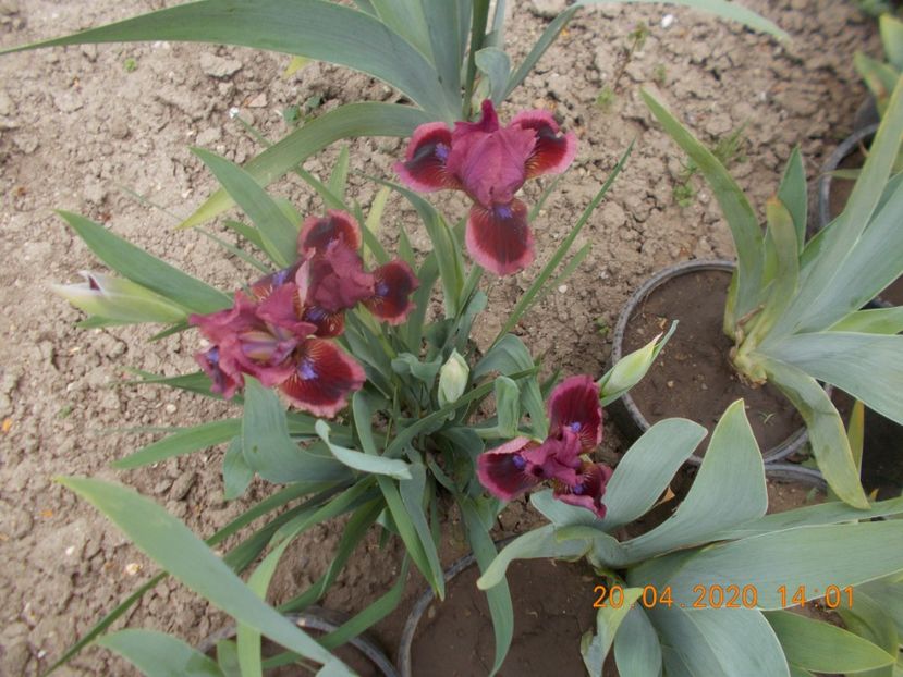 cat-s-eye-T-4 - IRISI PITICI 2020