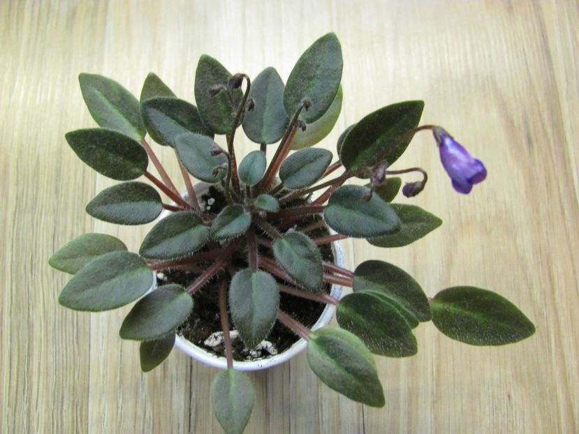  - Vallarta Campanas Moradas