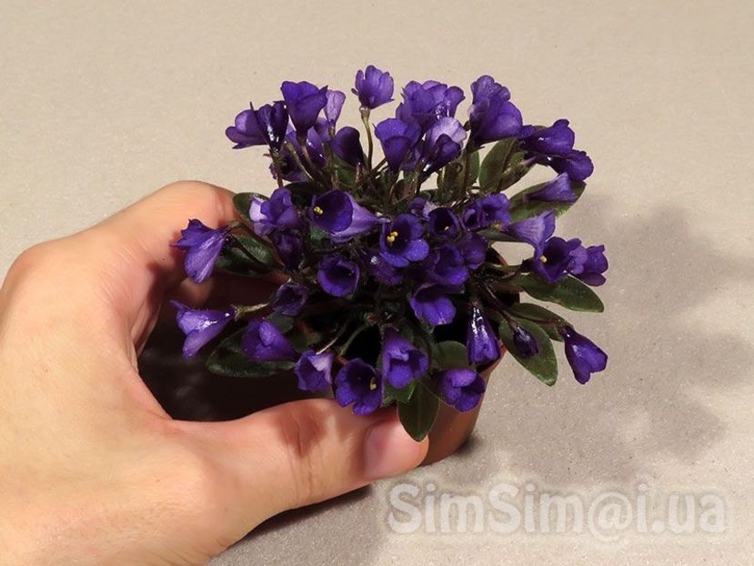 poza net - Vallarta Campanas Moradas