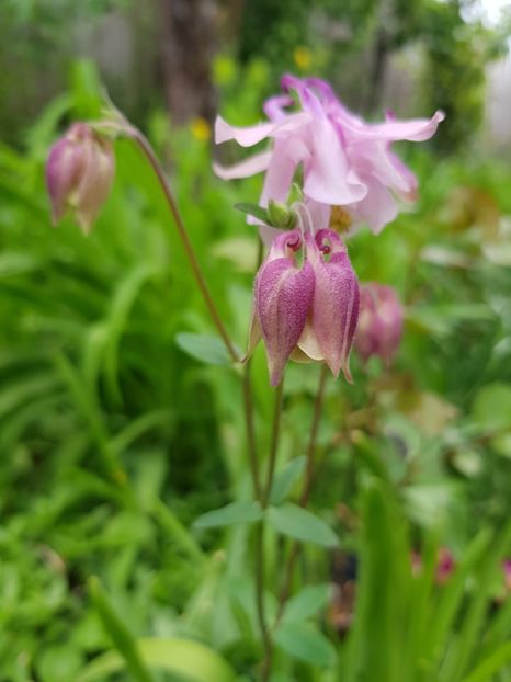  - Caldaruse 2020-2023