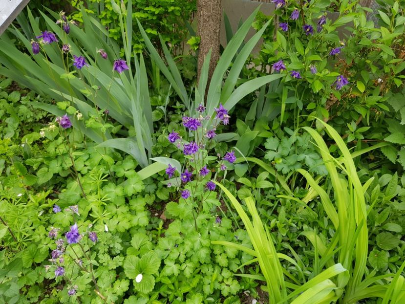  - Caldaruse 2020-2023