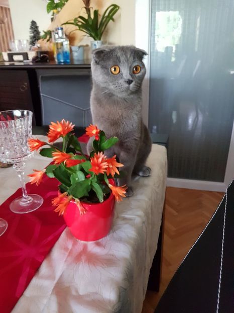  - Pisicute căței și altele