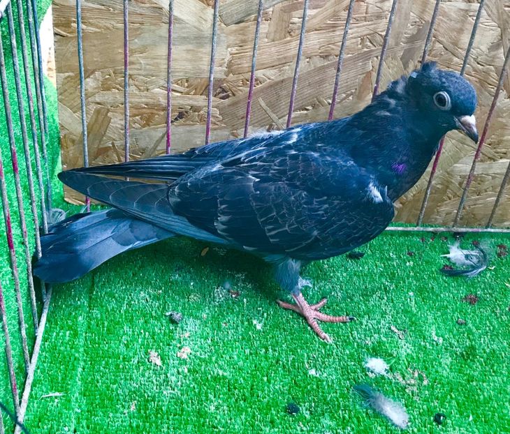 8D6E84D4-77B9-4116-8CE5-3E765A4B05BA - Pui Zburator Beograd