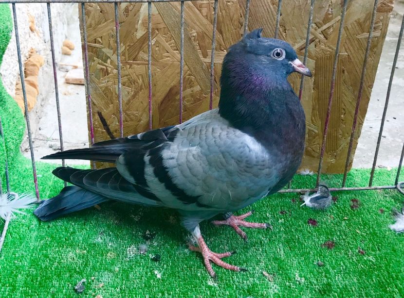 34DA092E-3C97-49A1-B696-84C9AA127700 - Pui Zburator Beograd