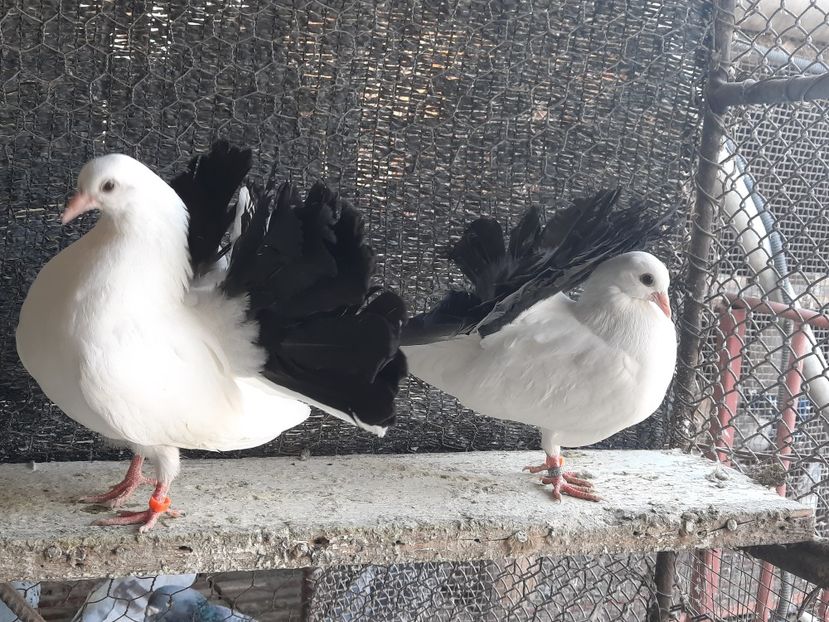  - Voltati coadă neagra și rosie