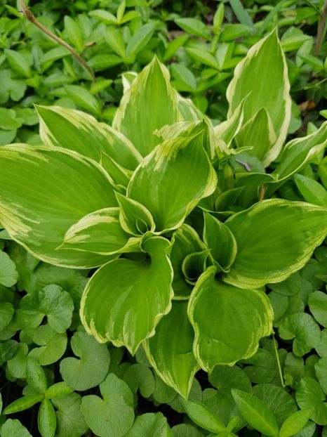 Hosta albopicta - Aprilie 20