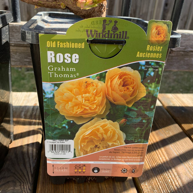  - Jurnalul gradinii 2020