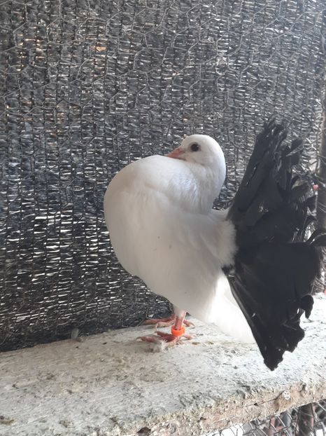  - Voltati coadă neagra și rosie