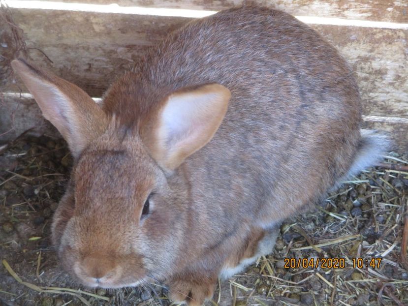 6 luni ! - Neozeelandez Rosu X Argintiu Francez