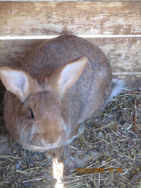 10.02.2022. - Neozeelandez Rosu X Argintiu Francez