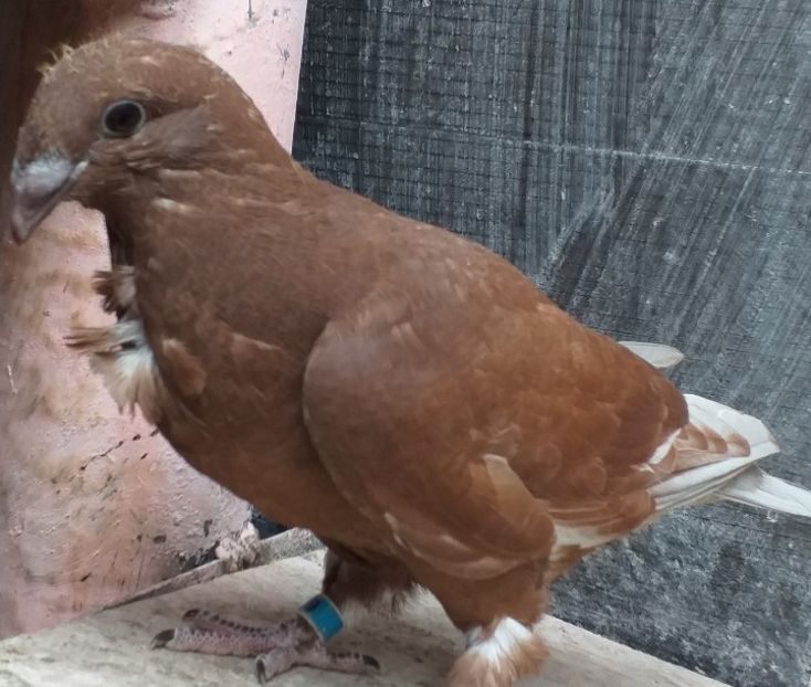  - CRAVATAȚI ROMÂNEȘTI