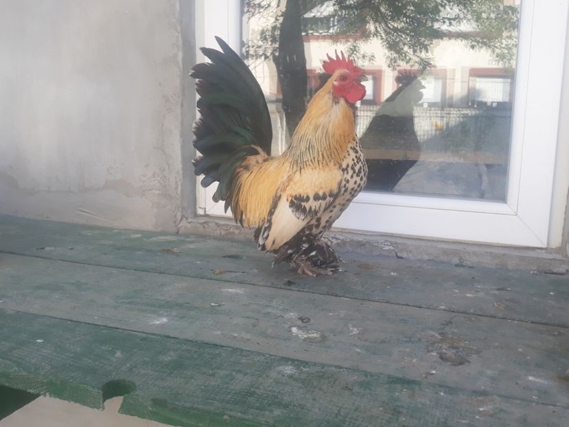  - Sectiunea 1A-Gaini mii de flori -oua si puisori!